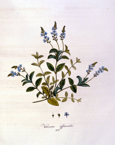 La Veronica. Incisione del XIX secolo da Unknown artist