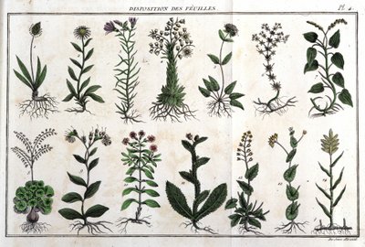 Disposizione delle foglie: in Flora Françoise, o una breve descrizione di tutte le piante che crescono naturalmente in Francia, disposte secondo un nuovo metodo di analisi con la citazione delle loro virtù meno equivoche in medicina e la loro utilità nelle da Unknown artist