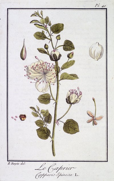 Il cappero (Capparis Spinosa) - in 