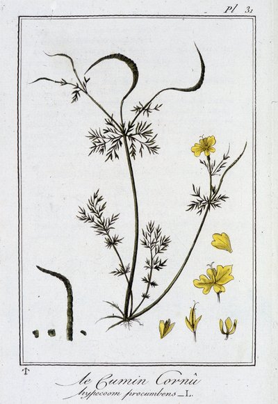 Il Cumino corno (Hypecoom procumbens) - in "Esercizi di botanica per commercianti", redatto da J.C. Philibert, Imprimerie de Crapelet, Parigi da Unknown artist
