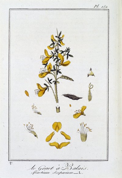 La Ginestra (Spartium Scoparium) - in "Esercizi di botanica per commercianti", redatto da J.C. Philibert, Imprimerie de Crapelet, Parigi da Unknown artist