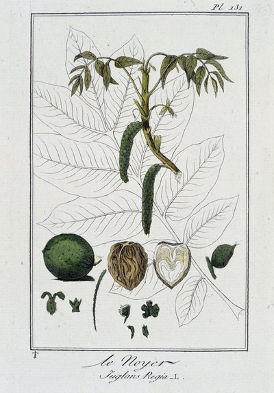 Il Noce (Juglans Regia) - in "Esercizi di botanica per commercianti", scritto da J.C. Philibert, Imprimerie de Crapelet, Parigi da Unknown artist