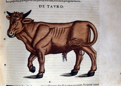Il Toro. in Historia Animalium di Conrad Gesner (1516 - 1565), Tiguri da Unknown artist