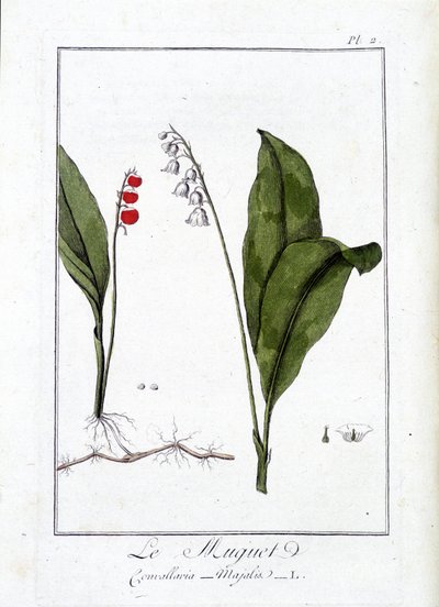 Il mughetto (Convallaria majalis) - in "Exercises de botany à l