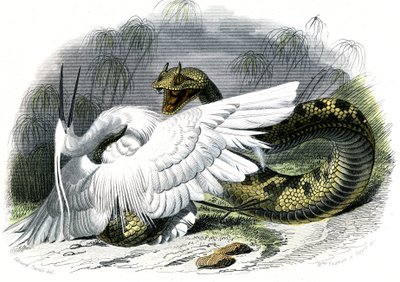 Il ceraste (Vipera cerastes) - Tavola dalla Storia Naturale di Bernard Germain de Lacepede (1856-1925), edizione P.Furme, Parigi da Unknown artist