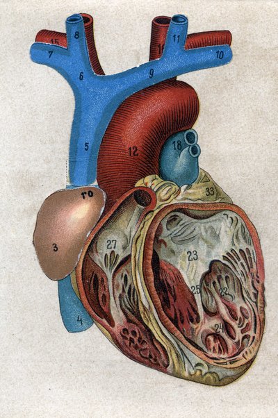 Il cuore. in “La nuova medicina naturale” di F.E. Bilz. 1898 da Unknown artist