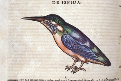 Il gruccione in Historia Animalium di Conrad Gesner (1516 - 1565), Tiguri da Unknown artist