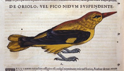 Le pic in Historia Animalium di Conrad Gesner, Tiguri da Unknown artist