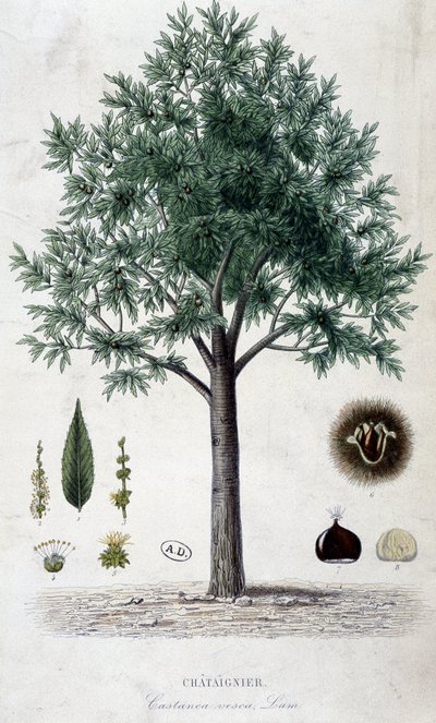 Foglie, frutti e castagno, tavola botanica da Unknown artist