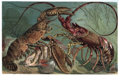 Aragosta e astice - Homarus e aragosta spinosa europea - incisione da "Brehm