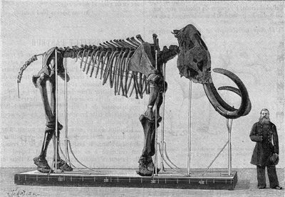 Scheletro di mammut (elephas primigenius) scoperto sulle rive del Mare di Ghiaccio vicino alla foce del fiume Lena e riportato nel 1806 al Museo dell
