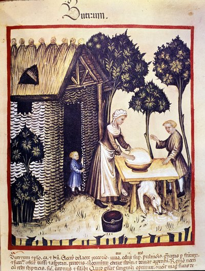 Produzione di burro. Miniatura dal "Tacuinum sanitatis" da Unknown artist