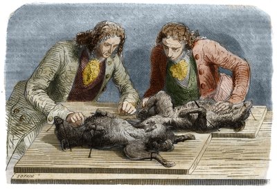 Esperienza medica: trasfusione di sangue eseguita su due cani a Parigi nel 1667. Incisione del 1857 da un disegno di Claude Perrault. da Unknown artist
