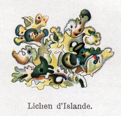 Piante botaniche medicinali e alimentari: lichene islandese. Incisione in 
