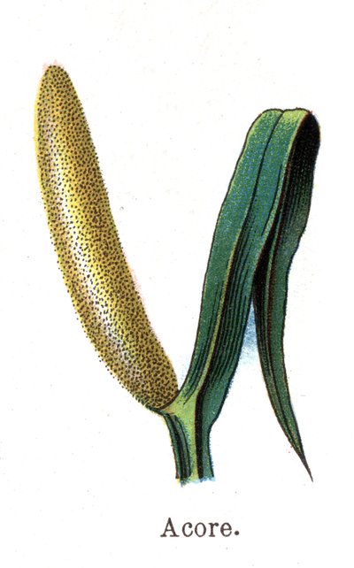 Piante botaniche medicinali e alimentari: calamo aromatico. Incisione in "La medicazione naturale" di Friedrich Eduard Bilz (1842-1922) da Unknown artist