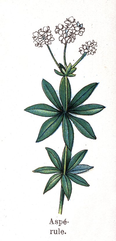 Piante botaniche medicinali e alimentari: asperula. Incisione in "La medication naturelle", di Friedrich Eduard Bilz (1842-1922) da Unknown artist