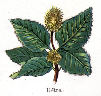 Piante botaniche medicinali e alimentari: faggio. Incisione in "La medication naturelle", di Friedrich Eduard Bilz (1842-1922) da Unknown artist