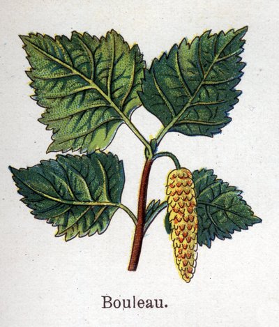 Piante botaniche medicinali e alimentari: betulla. Incisione in 