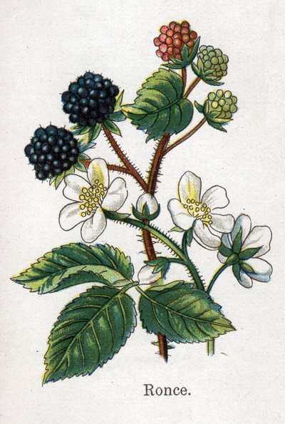 Piante botaniche medicinali e alimentari: rovo. Incisione in "La medicazione naturale" di Friedrich Eduard Bilz (1842-1922). da Unknown artist