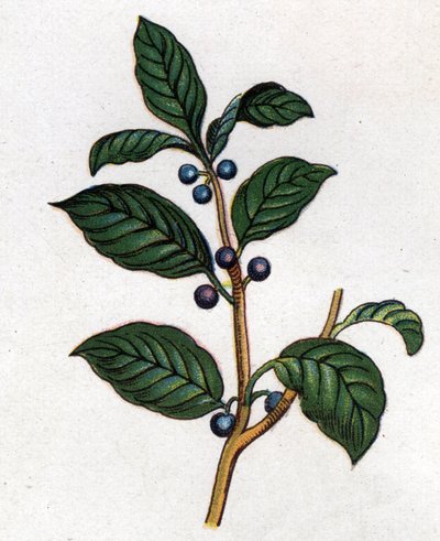 Piante botaniche medicinali e alimentari: spino cervino. Incisione in "La medicazione naturale" di Friedrich Eduard Bilz (1842-1922) da Unknown artist