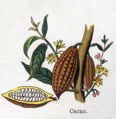 Piante botaniche medicinali e alimentari: cacao. Incisione in "La medicazione naturale" di Friedrich Eduard Bilz (1842-1922). da Unknown artist