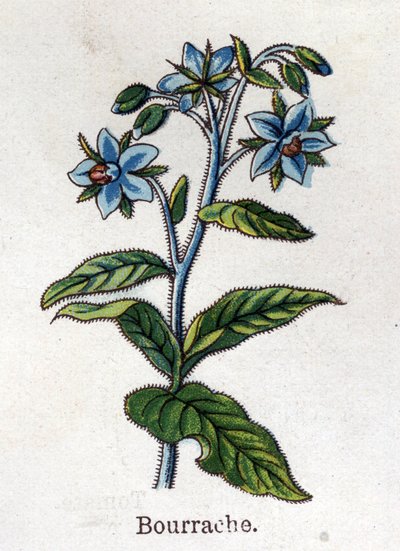 Piante botaniche medicinali e alimentari: mirtillo rosso. Incisione in "La medication naturelle", di Friedrich Eduard Bilz (1842-1922) da Unknown artist