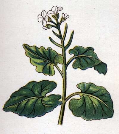 Piante botaniche medicinali e alimentari: erba con cantanti. Incisione in "La medicazione naturale" di Friedrich Eduard Bilz (1842-1922) da Unknown artist