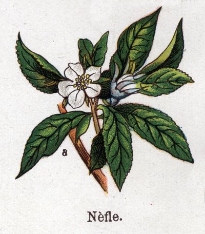 Piante botaniche medicinali e alimentari: nespolo. Incisione in "La medication naturelle", di Friedrich Eduard Bilz (1842-1922) da Unknown artist