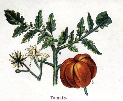 Piante botaniche medicinali e alimentari: pomodoro. Incisione in "La medication naturelle", di Friedrich Eduard Bilz (1842-1922) da Unknown artist