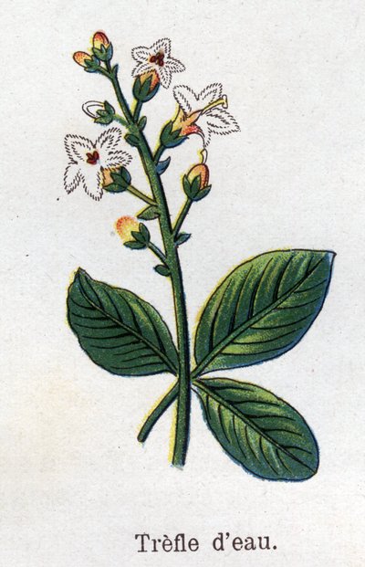 Piante botaniche medicinali e alimentari: trifoglio d