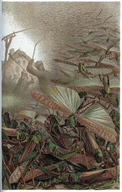 Locusta migratoria - La locusta migratoria (Locust migratoria) - incisione da "Brehm