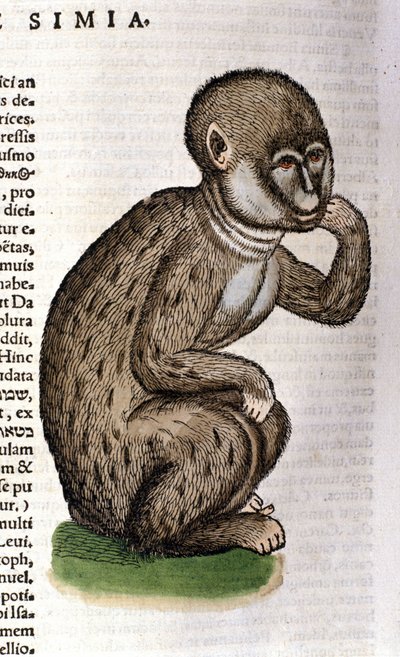 Scimmia dopo la Historia Animalium di Conrad Gesner, Tiguri 1560. Biblioteca nazionale Braidense. Milano da Unknown artist