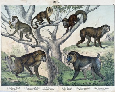 Scimmie: scimmie... - in “Natural histories of mammals”, ed. Schreiber da Unknown artist