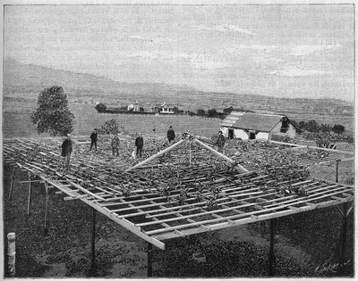 Vigneto di Montecito in California nel 1888. in 