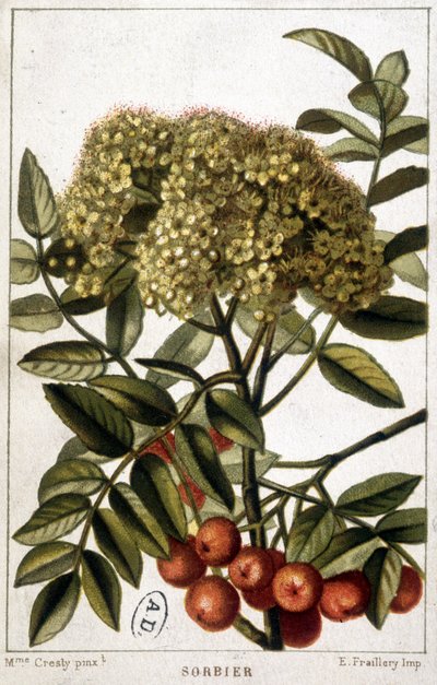 Sorbo montano - tavola botanica da Unknown artist