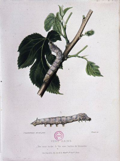 Gelso e baco da seta - Studio di Pasteur da Unknown artist