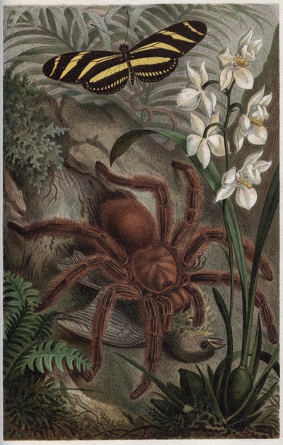Mygalomorphae (Orthognatha) - incisione da 