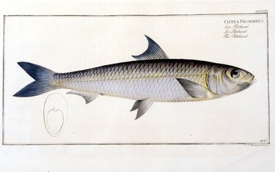 Storia Naturale: La Sardina dopo 