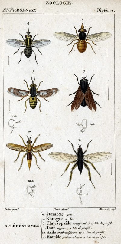 Tavola di storia naturale. Entomologia. Famiglia dei ditteri. Sclerostomi: 6. Stomox grigio; 7. Rhingia beccata; 8. Chrysopside accecante; 8a. testa di profilo; 9. Taon nero; 9a. testa di profilo; 10. Asilo crabroniforme; 10a. testa di profilo; 11. Emboid  da Unknown artist