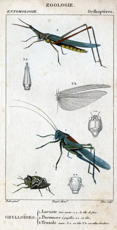 Tavola di storia naturale. Entomologia. Famiglia degli ortotteri. Grylloides: 1. Cavalletta molto verde. 1.a. la testa anteriore; 2. Pneumore ha papille gustative; 2.a. la sua testa; 3. Nasu truxal; 3.a. testa; 3.b. ali estese da Unknown artist