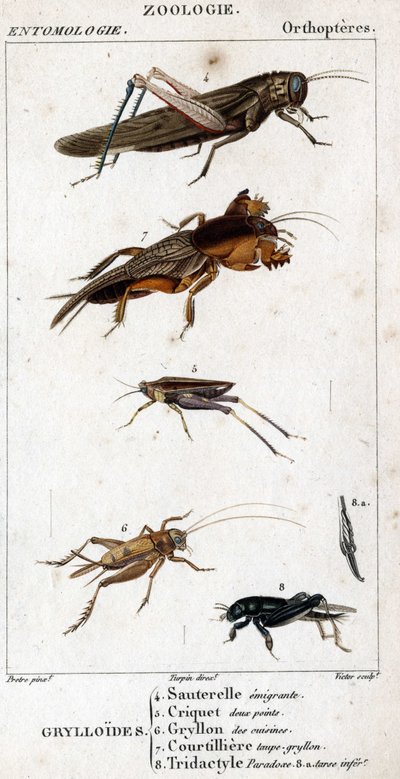 Tavola di storia naturale. Entomologia. Famiglia degli ortotteri. Grylloides: 4. Cavalletta emigrante; 5. Cavalletta a due punti; 6. Gryllon delle cucine; 7. Gryllon talpa brodo; 8. Tridactyl paradox; 8a. tarso inferiore da Unknown artist