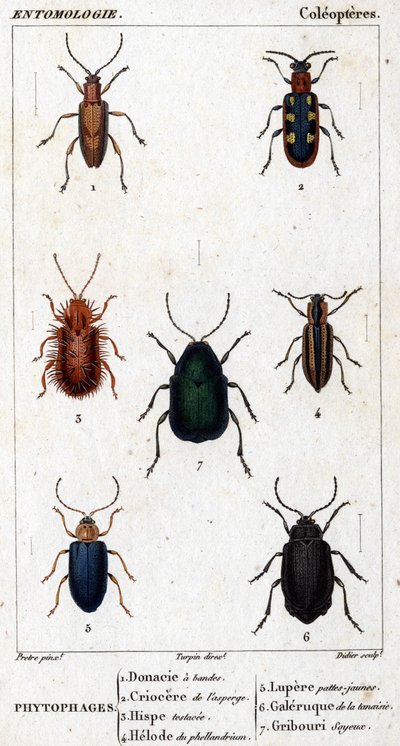 Tavola di storia naturale. Entomologia. Famiglia dei Coleotteri da Unknown artist