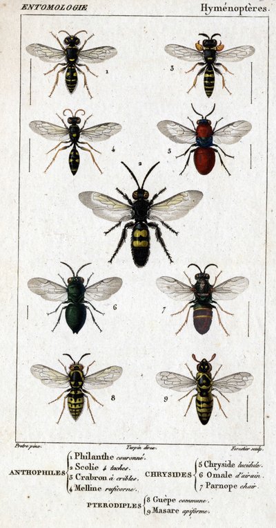 Tavola di storia naturale. Entomologia. Famiglia degli Imenotteri da Unknown artist