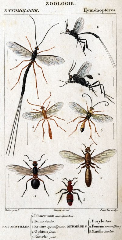 Tavola di storia naturale. Entomologia. Famiglia degli Imenotteri. Entomotilli: 1. Inchneumon protester; 2. Foene lancier; 3. Evanie appendigastre; 4. Ophion giallo; 5. Dipinto bianco. Mirmecidi: 1. Doryle baio; 2. Fornito rosso (Fem.) 3. Mutille scarlatta da Unknown artist