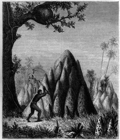 Nidi delle "Termiti Guerriere" e delle "Termiti degli Alberi" in Africa. Incisione in "La Nature: revue des sciences et de leurs applications aux arts et a l