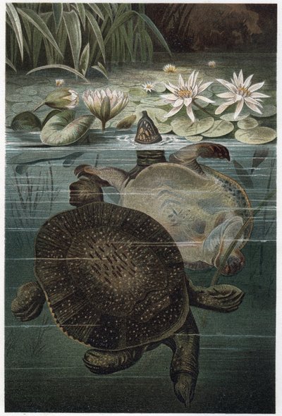 Tartaruga dal guscio molle del Nilo - La tartaruga dal guscio molle africana o tartaruga dal guscio molle del Nilo (Trionyx triunguis) - incisione da "La vita degli animali" di Alfred Edmund Brehm (1829-1884) da Unknown artist