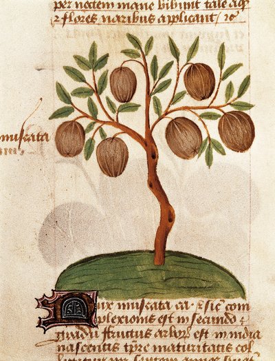Noce moscata, Descrizione delle piante medicinali e come prepararle. Pagina dal manoscritto "Trattato sulle erbe" (Tractatus de herbis) di Pedanio Dioscoride da Unknown artist