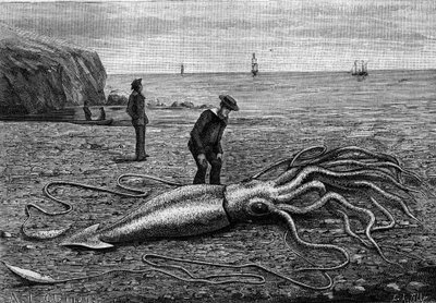 Polpo della costa di Terranova: "Architeuthis princeps". Incisione in "La Nature: revue des sciences et de leurs applications aux arts et a l