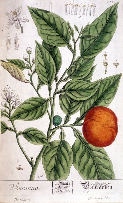 Arancia (Aurentia) - Arti Deco da Unknown artist