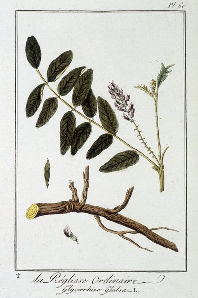Liquirizia comune (Glycyrrhiza glabra) - in "Esercizi di botanica per l